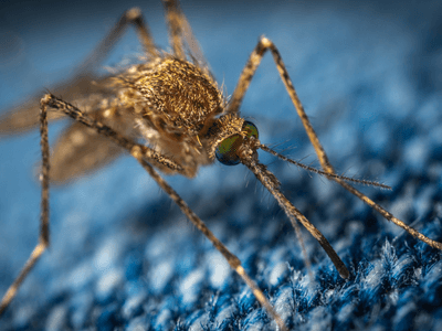 About Home Core Control - pest control experts in Grandview